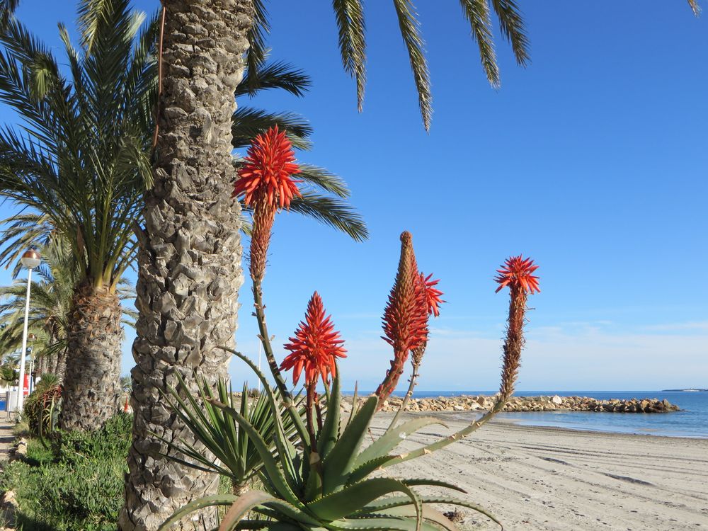 Vom neuen Stadtteil Gran Alacant führt ein schmaler Weg hinunter zur Avenida Catalanet, von wo aus Sie die Dünen und den Strand "Arenales del Sol" betreten können. Es war ein sonniger Tag im Januar und