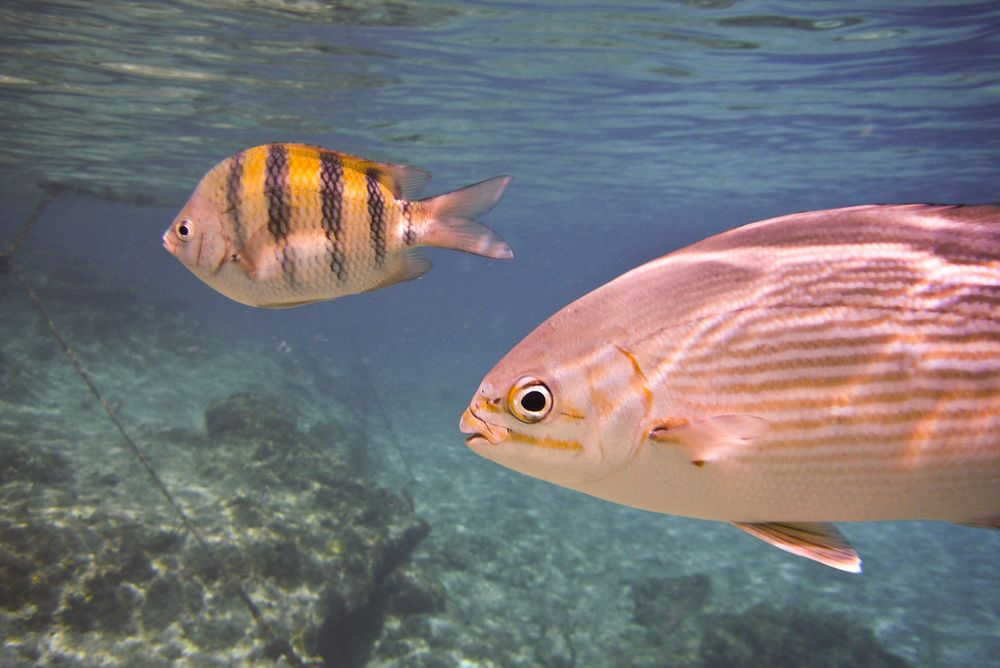 Poissons amicaux ; ils sont habitués à être nourris