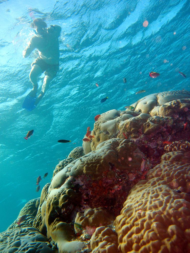 "gili trawangan" snorkeling