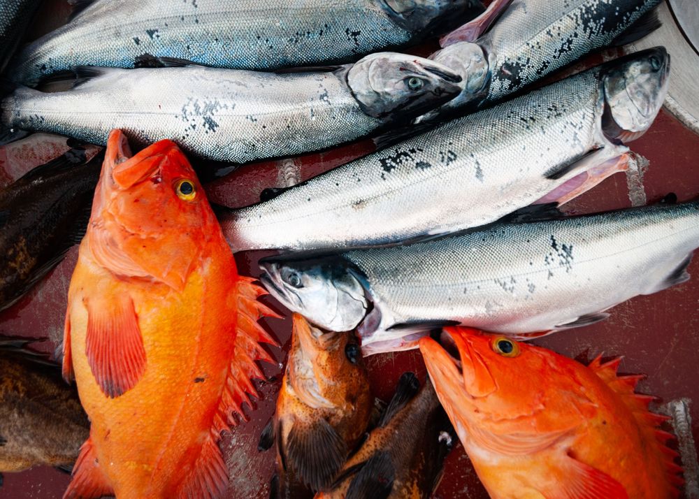 Wir haben nicht auf die Gelbaugen gefischt, aber haben unseren Fisch pro Person und Jahr mitgenommen, da der Fisch aufgrund des Druckabfalls beim Auftauchen gestorben ist.