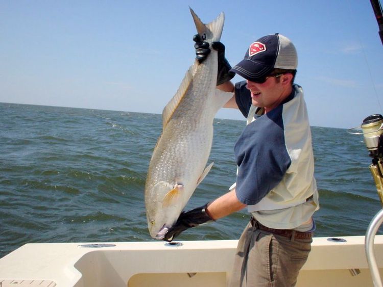 Adam muestra este gran Red Drum capturado cerca de Brant Island Shoals en el Pamlico Sound. Este probablemente era un pez de 30-35 libras.